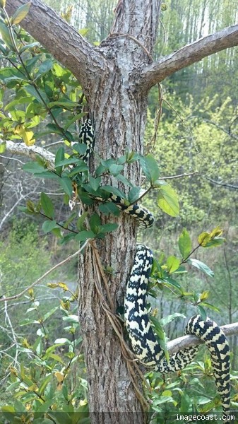 junglefemale.jpg