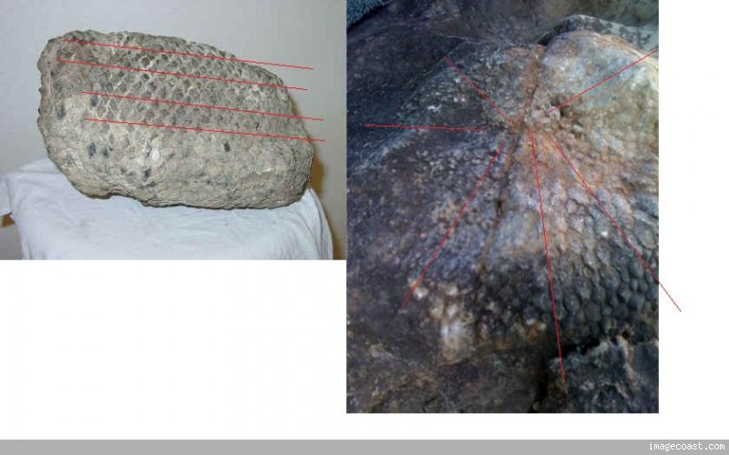 Scales With Rocks I Found A Large Rock With What Looks Like Scales. - Fossil ID - The ...